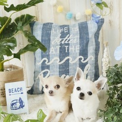 わんわん大集合in撮影会 サムネイル3