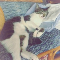 ジュノ