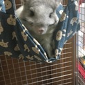 チンチラ（パイド）の里親募集します。