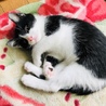 白黒ハチワレ子猫4兄妹「シッポちゃん」里親募集中♡ サムネイル2