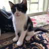 白黒ハチワレ子猫4兄妹「シッポちゃん」里親募集中♡ サムネイル4