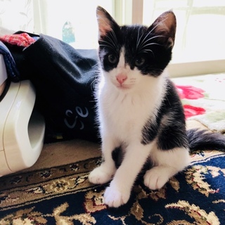 白黒ハチワレ子猫4兄妹「シッポちゃん」里親募集中♡