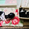 白黒ハチワレ子猫4兄妹「シッポちゃん」里親募集中♡ サムネイル5