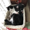 白黒ハチワレ子猫4兄妹「シッポちゃん」里親募集中♡ サムネイル6