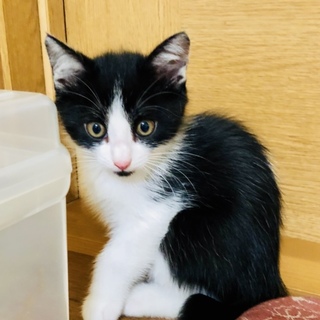 白黒ハチワレ子猫「ジョーくん」去勢手術済です！