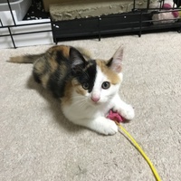 阿弥