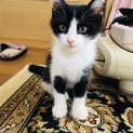 白黒ハチワレ子猫4兄妹「イケメンくん」♡ 
