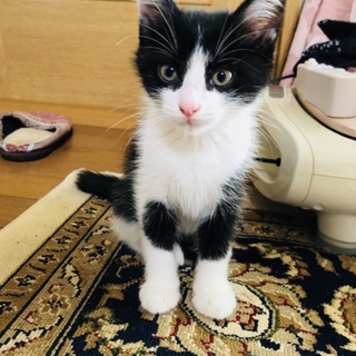 白黒ハチワレ子猫4兄妹「イケメンくん」♡ 