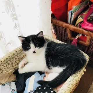 白黒ハチワレ子猫4兄妹「はなちゃん」里親募集中♡