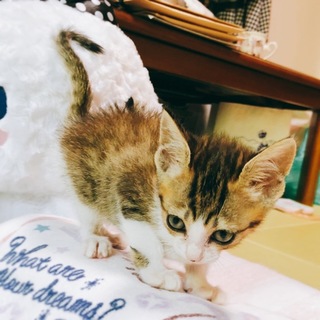 生後1か月半キジ白の女の子❤️