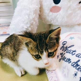 生後1か月半キジ白キュートな女の子