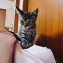 生後1か月半キジトラ元気な男の子❤️