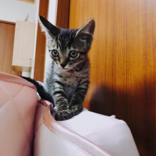 生後1か月半キジトラ元気な男の子❤️