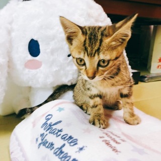 生後1か月半元気で陽気なキジトラ男の子