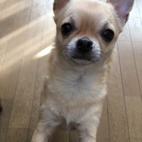 クリン