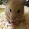 キンクマ  