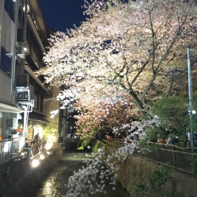 sakuraoのカバー写真