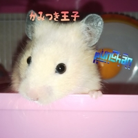 ぷんちゃん【キンクマ】