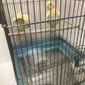 里親決定いたしました！ご応募ありがとうございました