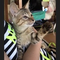 【メス】トラ柄/茶色 サーバルキャット風