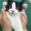 ワクチン、ウイルス検査済みのハチワレ子猫です