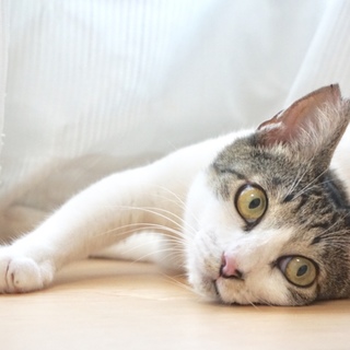 2歳くらいのゴロスリちゃん☆猫が大好きな吉木さん
