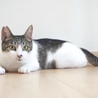 2歳くらいのゴロスリちゃん☆猫が大好きな吉木さん サムネイル3