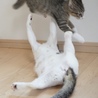 2歳くらいのゴロスリちゃん☆猫が大好きな吉木さん サムネイル6