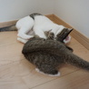 2歳くらいのゴロスリちゃん☆猫が大好きな吉木さん サムネイル7