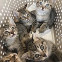 子猫5匹
