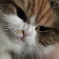 スコティッシュ 耳折れ 成猫 メス