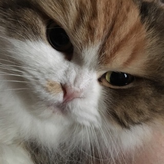 スコティッシュ 耳折れ 成猫 メス