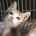 猫だけどすずめ、美人だけどお転婆な2ヶ月