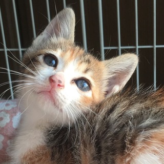 猫だけどすずめ、美人だけどお転婆な2ヶ月