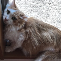 マロ