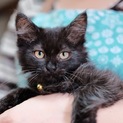 ゴージャスな長毛黒猫女子 「にこ」