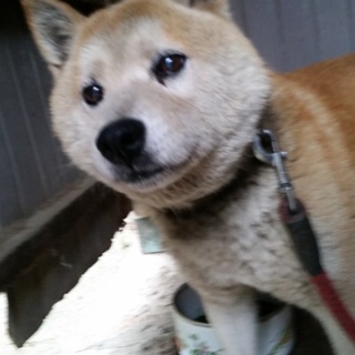 保健所へ連れていかれます