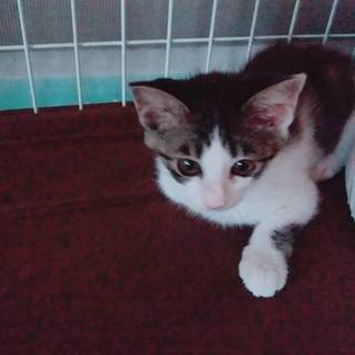 人が大好き白キジの女の子(´˘`＊)