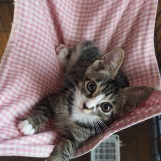 はると　ちょっと甘えん坊の男の子です