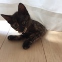 サビ猫のクマちゃん 人が大好き❤