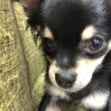 里親が決まりました。皆さまありがとうございました！