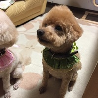 レッド