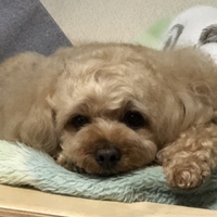 ココナッツ