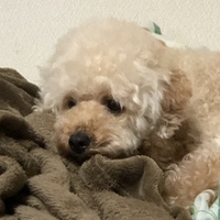 ベリー