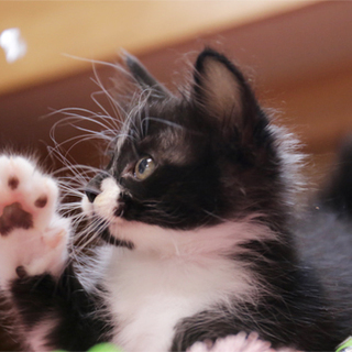 生後１ヶ月半過ぎの黒白ちゃん