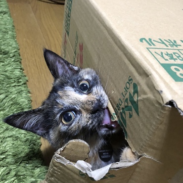 おぬしちゃんの写真