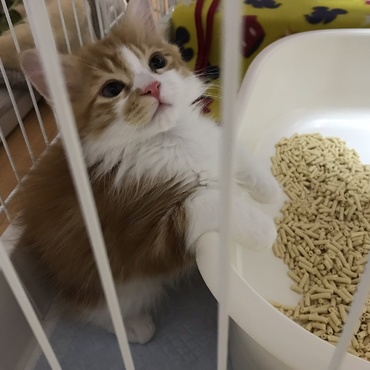 家族になってくれてありがとね