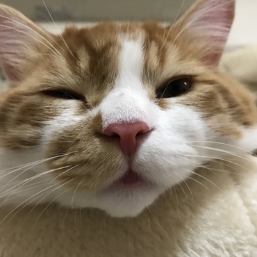眠いにゃん