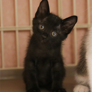 生後１ヶ月半過ぎの小柄なクロちゃん（短尾）