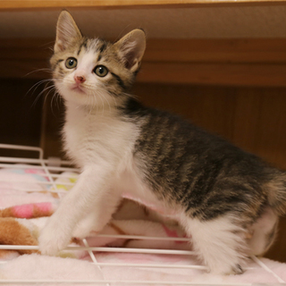 生後２ヶ月弱のキジ白ちゃん